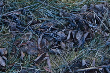 Frosted grass and leaves covered with rime. Winter background with copy space.