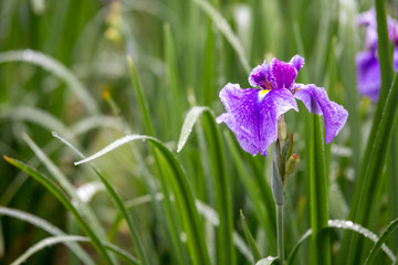 花菖蒲　初夏イメージ
