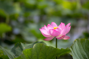 蓮の花　初夏イメージ