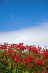 彼岸花畑　秋イメージ