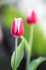 チューリップの花　春イメージ