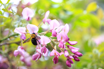 藤の花