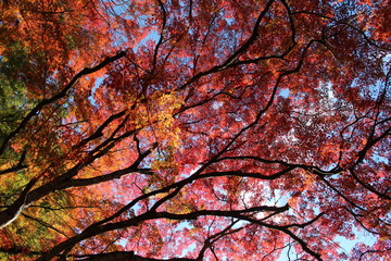 日本の愛知県の香嵐渓の紅葉の風景