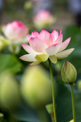 Obraz premium 蓮の花 初夏イメージ