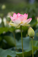 蓮の花　初夏イメージ