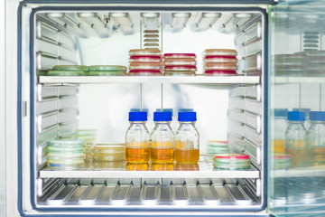 Agar medium and broth from the microbial test incubate in the incubator for growth supporting of...