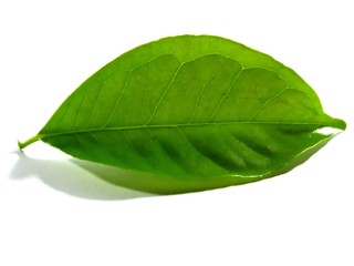 Bay leaf is a spice that grows in Indonesia. These bay leaves are often used to cook vegetables, meat, chicken as a flavoring and deodorizing.