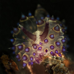 Nudibranch Janolus sp. Underwater macro photography from Lembeh Strait, Indonesia