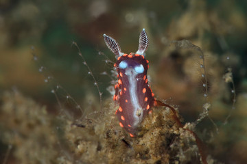 Nudibranch Nembrotha sp. Underwater macro photography from Lembeh Strait, Indonesia