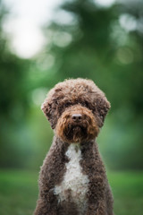 lagotto romagnolo in action