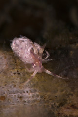 Nudibranch Unidentia sp. Underwater macro photography from Lembeh Strait, Indonesia