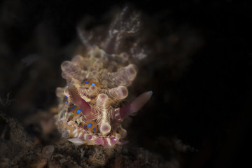 Nudibranch Dendrodoris denisoni . Underwater macro photography from Lembeh Strait, Indonesia