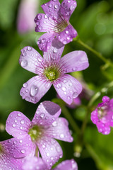 ムラサキカタバミの花