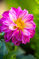 Obraz premium ダリアの花