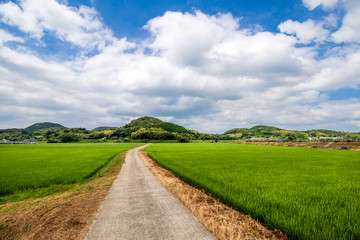水田と田舎道　夏イメージ