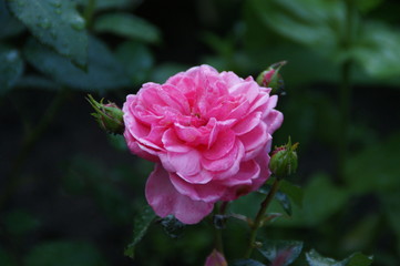 Pink Rose