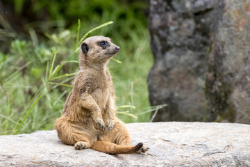 ミーアキャットのポートレート