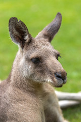 Fototapeta premium カンガルーのポートレート