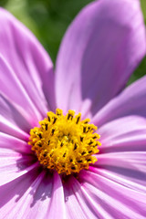 コスモス畑　秋イメージ