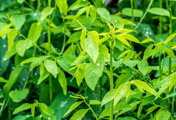Close up of Sauropus androgynus or pucuk manis in an organic vegetable garden