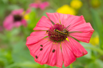 worms and eggs on Beautiful flowers.