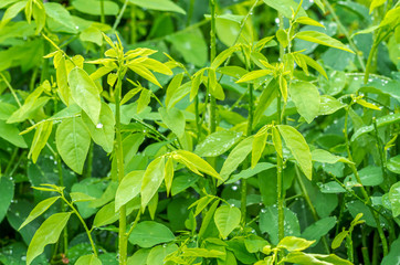 Close up of Sauropus androgynus or pucuk manis in an organic vegetable garden