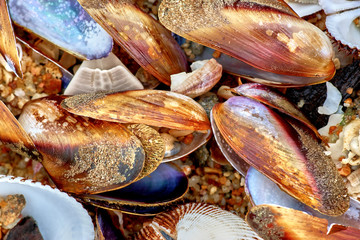 Many shells on the sand