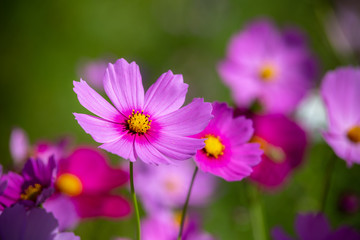 Obraz premium コスモス畑 秋イメージ