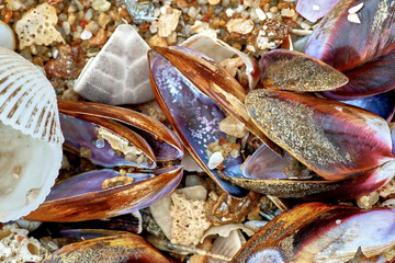 Many shells on the sand