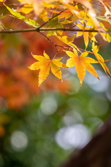 紅葉　秋イメージ