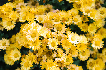 carpet of yellow chrysanthemums in the garden, blooming garden
