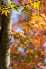 紅葉　秋イメージ