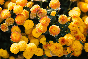 carpet of yellow chrysanthemums in the garden, blooming garden