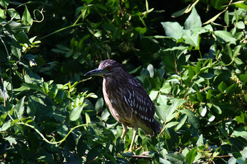 A young black-crowned night heron juvenile (Nycticorax nycticorax) hiding in a bush. 