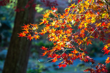 紅葉　秋イメージ