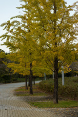 Naklejka premium 秩父ミューズパークの銀杏の紅葉