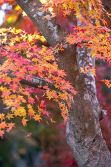 紅葉　秋イメージ
