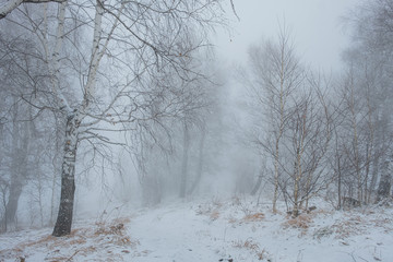 Obraz na płótnie Canvas Fog in the forest. Birch in the mist