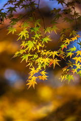 紅葉　秋イメージ