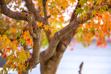 紅葉　秋イメージ