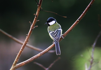 A great tit (Parus major) perched on a flame of the forest (Butea monosperma) tree branch.