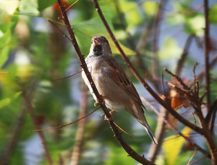 A male house sparrow (Passer domesticus) perched on a A Cetti's warbler (Cettia cetti) perched on a flame of the forest (Butea monosperma) tree branch.of the forest (Butea monosperma) tree branch.