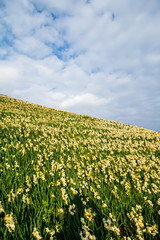 水仙の花　初春イメージ