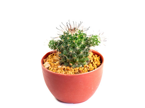 Cactus Mammillaria Beneckei variegata on a white background