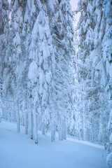 Fototapeta na wymiar Spruce forest covered with fresh fluffy snow 3