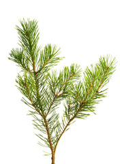 pine branch isolated