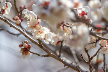 梅の花　初春イメージ