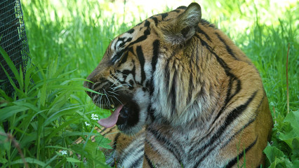 tiger in zoo