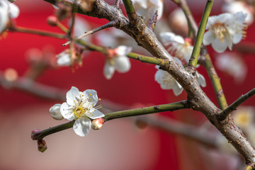 梅の花　初春イメージ