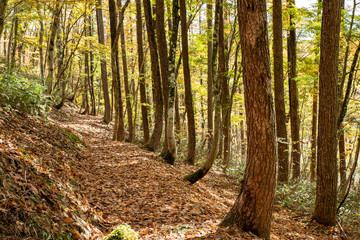 Fototapeta premium 岡山森林公園 森林 林